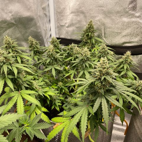 Glueberry OG Auto growlog timeline photo