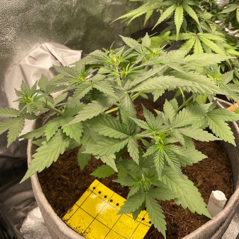 Auto Chem Scout growlog timeline photo
