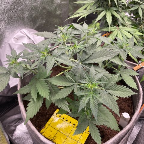 Auto Chem Scout growlog timeline photo