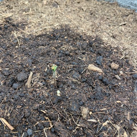 Auto Glueberry OG growlog timeline photo