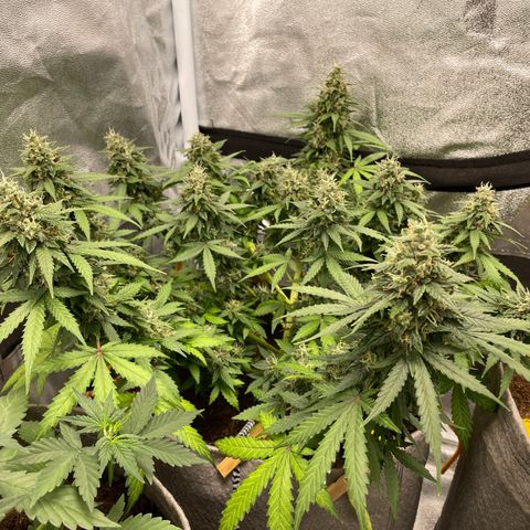 Glueberry OG Auto growlog timeline photo