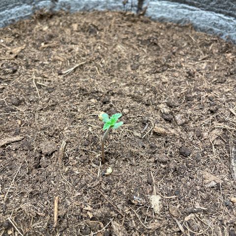 Auto Glueberry OG growlog timeline photo
