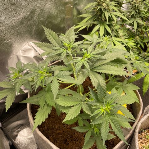 Auto Chem Scout growlog timeline photo