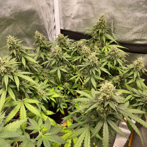 Glueberry OG Auto growlog timeline photo