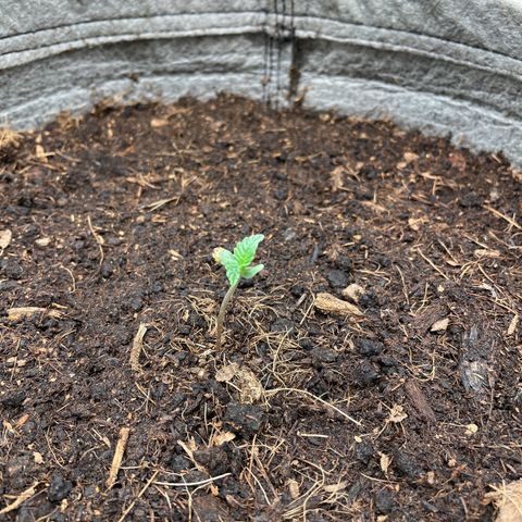 Auto Glueberry OG growlog timeline photo