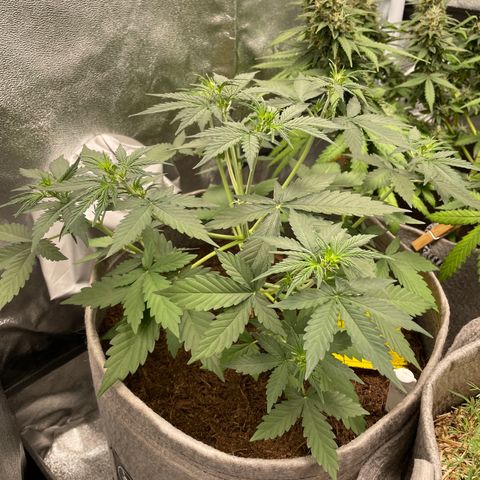Auto Chem Scout growlog timeline photo