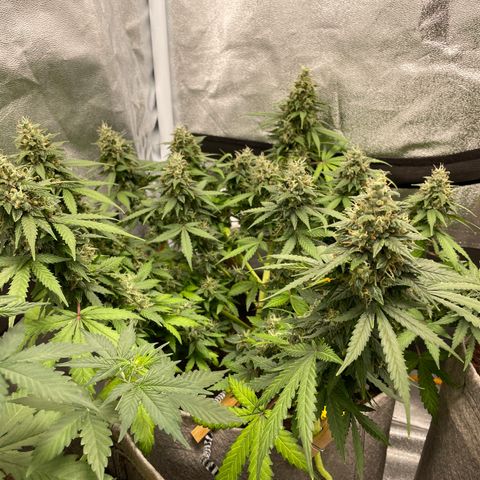 Glueberry OG Auto growlog timeline photo