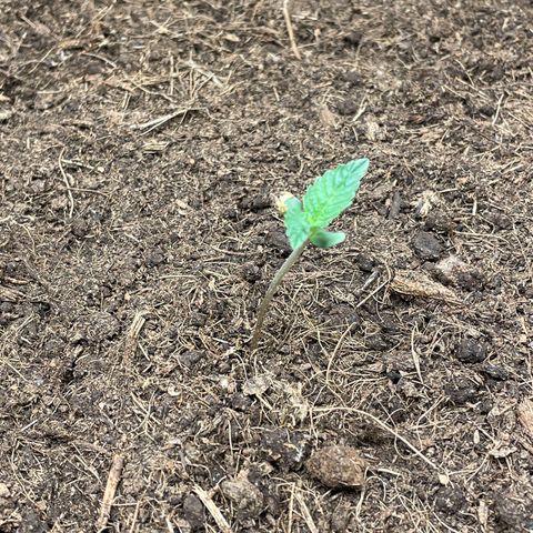 Auto Glueberry OG growlog timeline photo