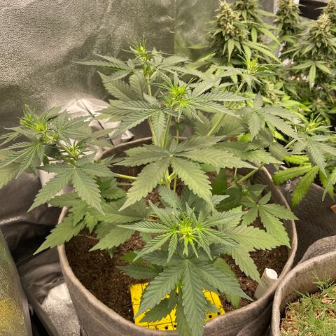 Auto Chem Scout growlog timeline photo