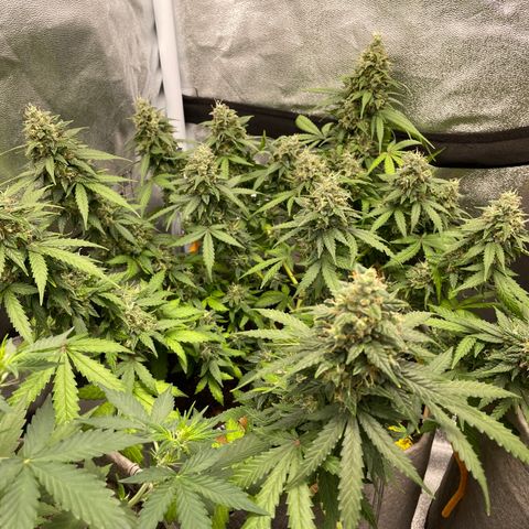 Glueberry OG Auto growlog timeline photo