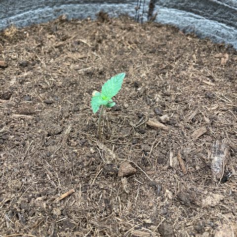 Auto Glueberry OG growlog timeline photo