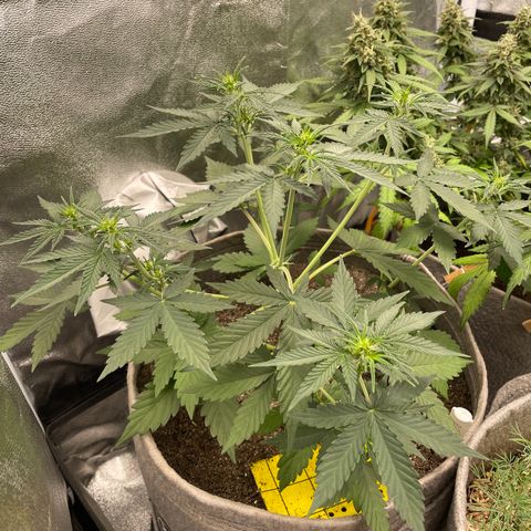 Auto Chem Scout growlog timeline photo