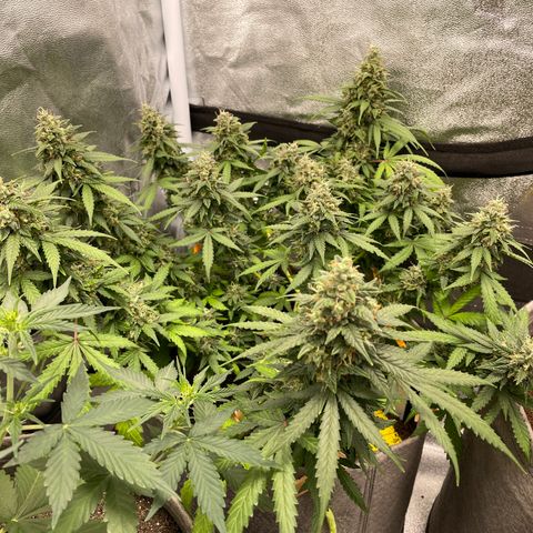 Glueberry OG Auto growlog timeline photo