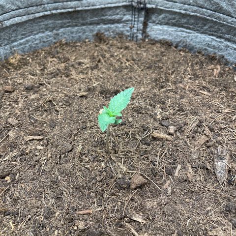 Auto Glueberry OG growlog timeline photo