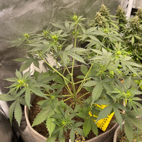 Auto Chem Scout growlog timeline photo