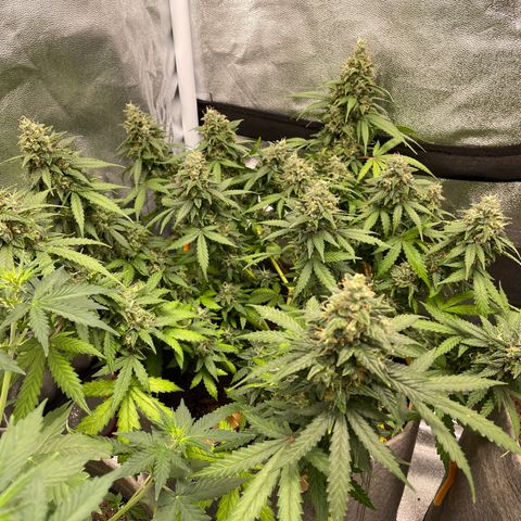 Glueberry OG Auto growlog timeline photo