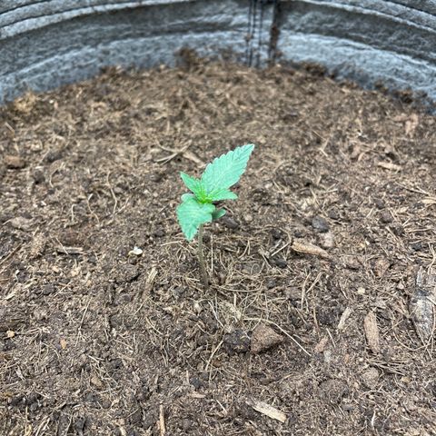 Auto Glueberry OG growlog timeline photo