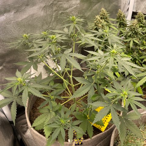 Auto Chem Scout growlog timeline photo