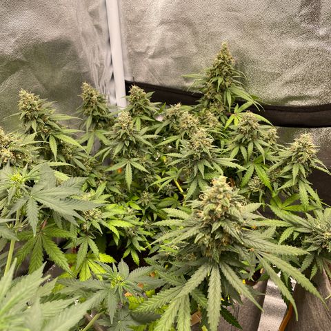Glueberry OG Auto growlog timeline photo