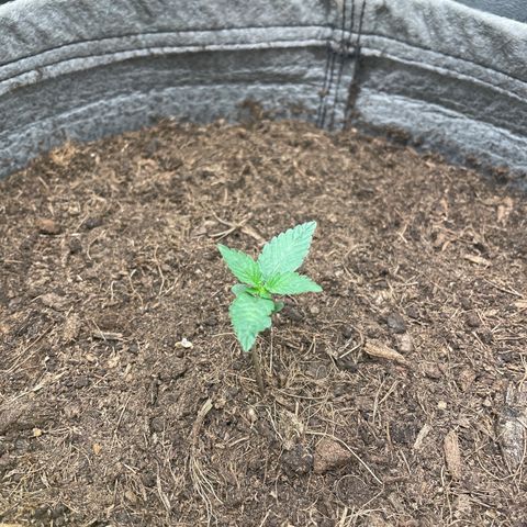 Auto Glueberry OG growlog timeline photo