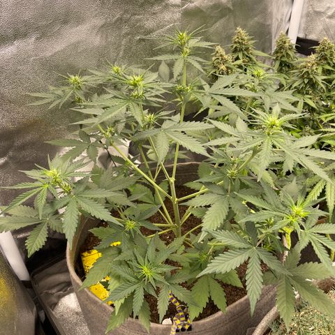 Auto Chem Scout growlog timeline photo