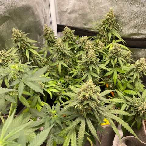 Glueberry OG Auto growlog timeline photo