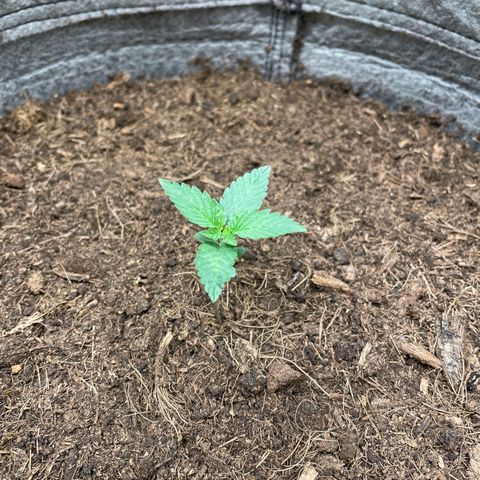 Auto Glueberry OG growlog timeline photo