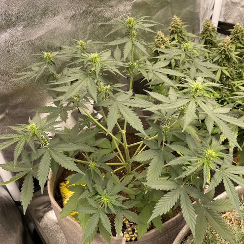 Auto Chem Scout growlog timeline photo