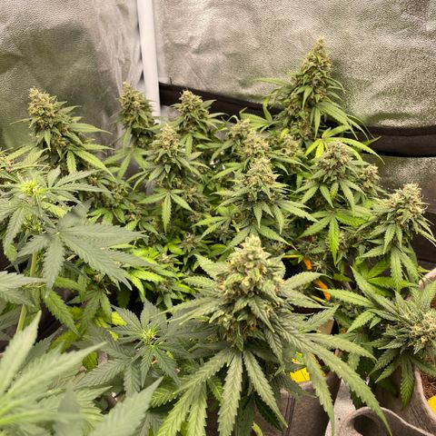 Glueberry OG Auto growlog timeline photo