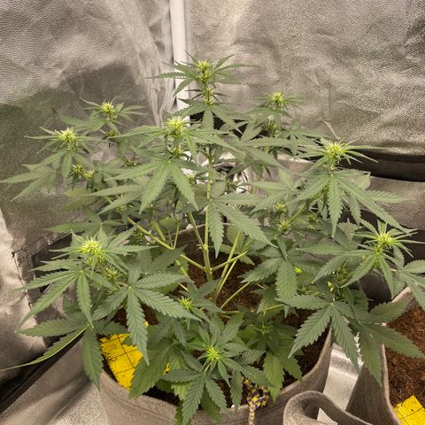Auto Chem Scout growlog timeline photo