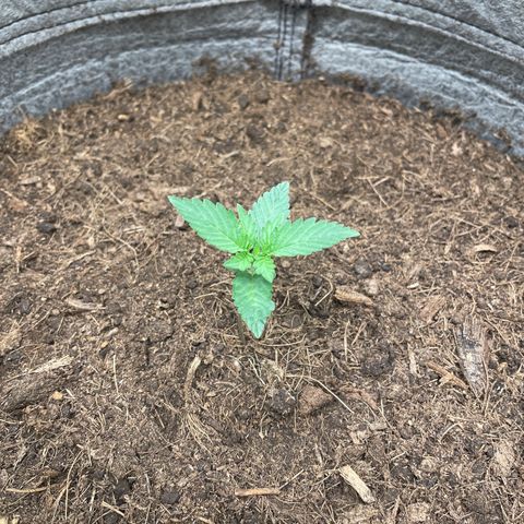 Auto Glueberry OG growlog timeline photo
