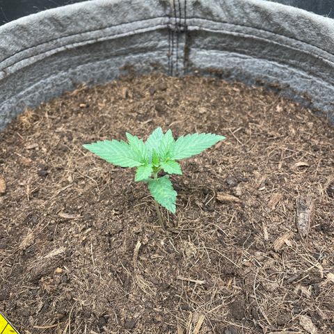 Auto Glueberry OG growlog timeline photo