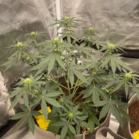 Auto Chem Scout growlog timeline photo