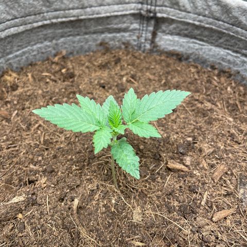 Auto Glueberry OG growlog timeline photo