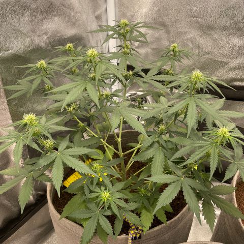 Auto Chem Scout growlog timeline photo