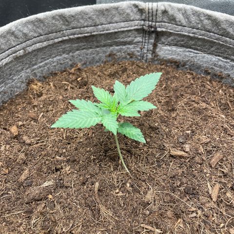Auto Glueberry OG growlog timeline photo