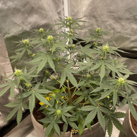 Auto Chem Scout growlog timeline photo