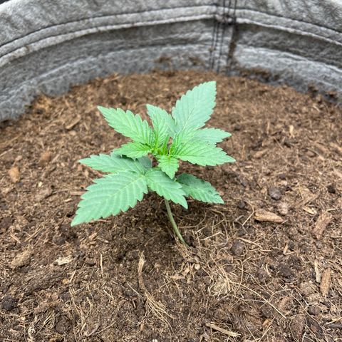 Auto Glueberry OG growlog timeline photo