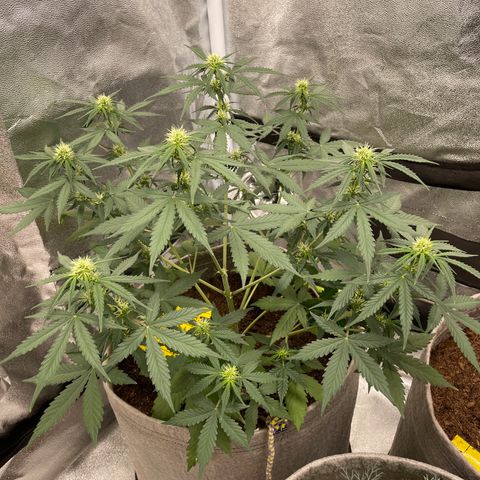 Auto Chem Scout growlog timeline photo