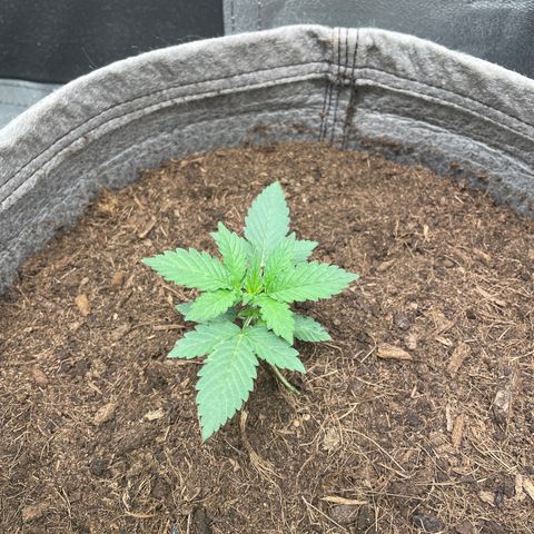 Auto Glueberry OG growlog timeline photo