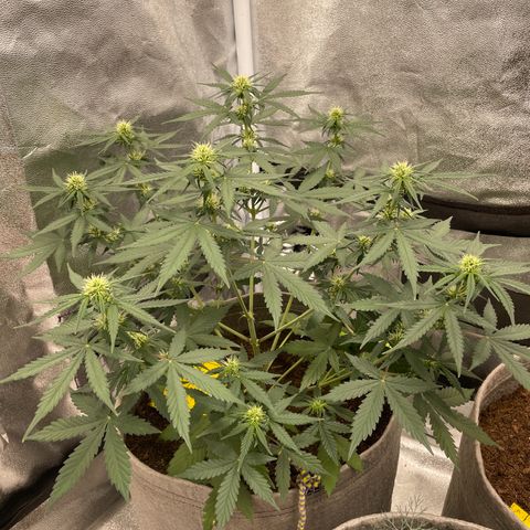 Auto Chem Scout growlog timeline photo