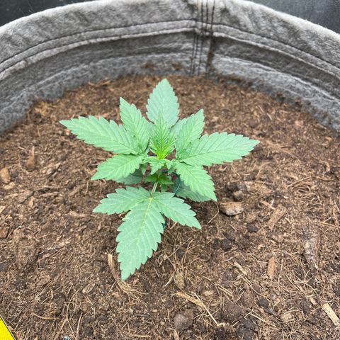 Auto Glueberry OG growlog timeline photo