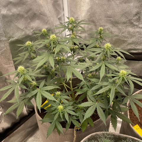 Auto Chem Scout growlog timeline photo