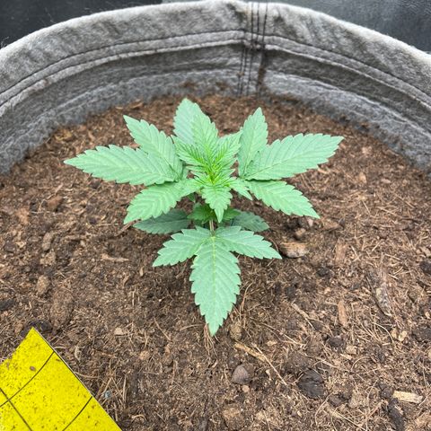 Auto Glueberry OG growlog timeline photo