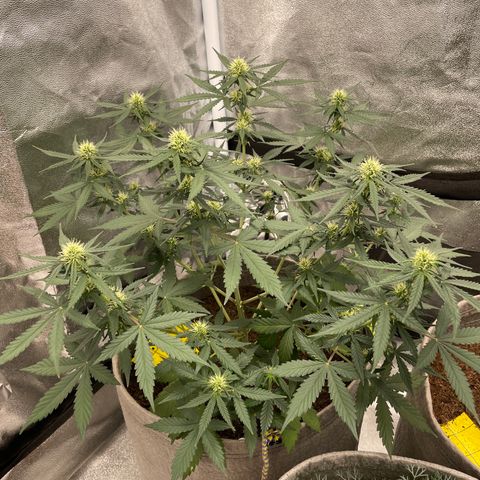 Auto Chem Scout growlog timeline photo