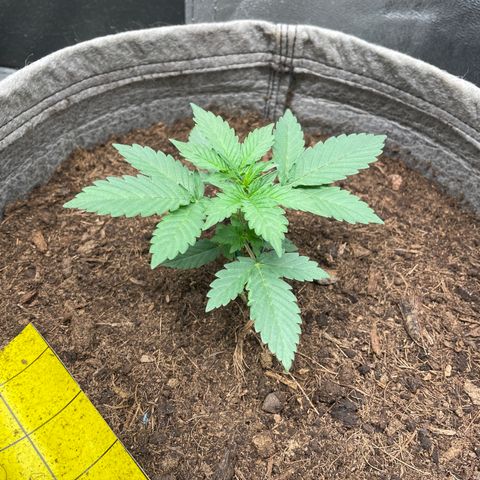 Auto Glueberry OG growlog timeline photo