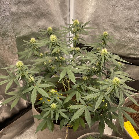 Auto Chem Scout growlog timeline photo