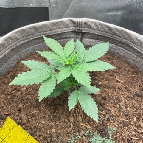Auto Glueberry OG growlog timeline photo