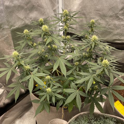 Auto Chem Scout growlog timeline photo