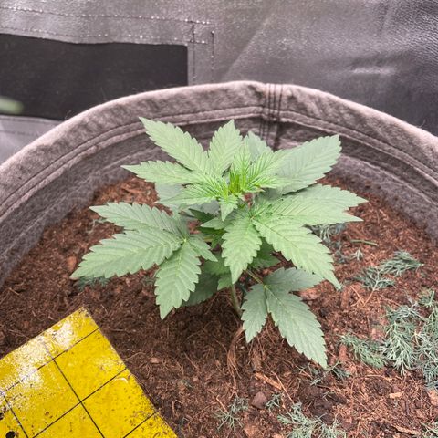 Auto Glueberry OG growlog timeline photo